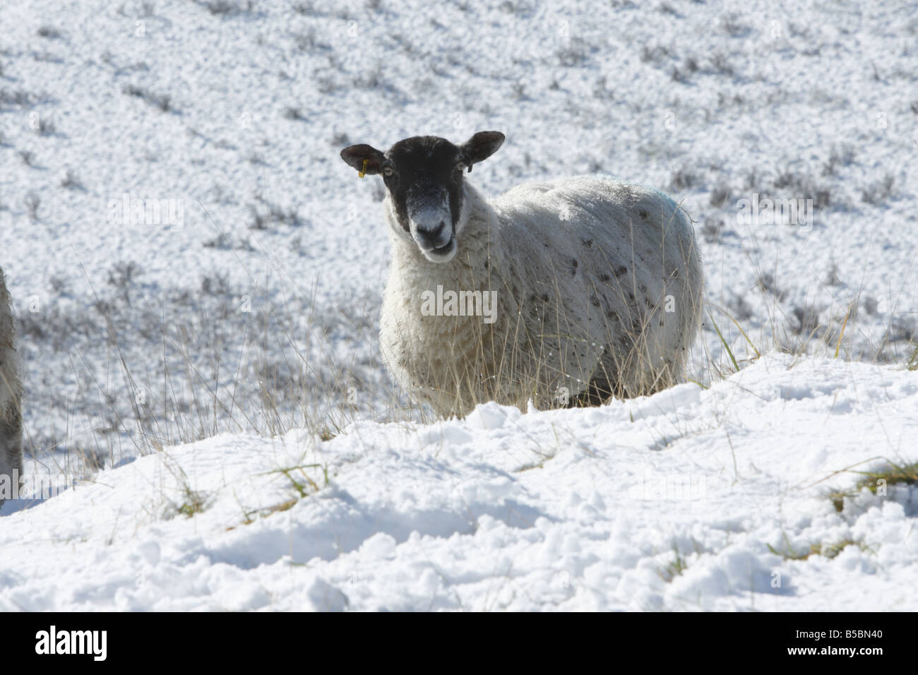 Sheep in snow hires stock photography and images Alamy