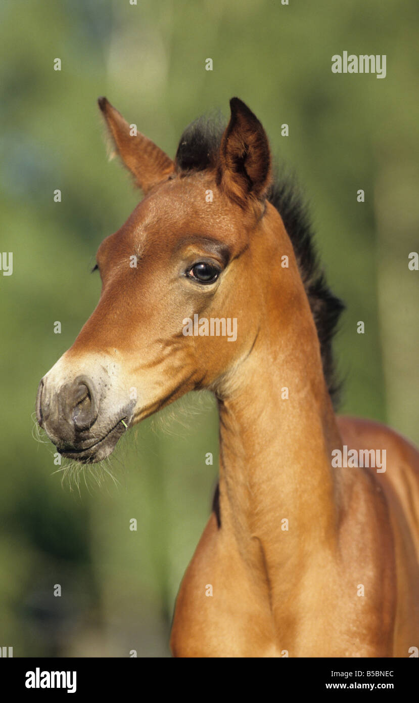 Andalusian Horse (Equus caballus). Portrait of a foal Stock Photo