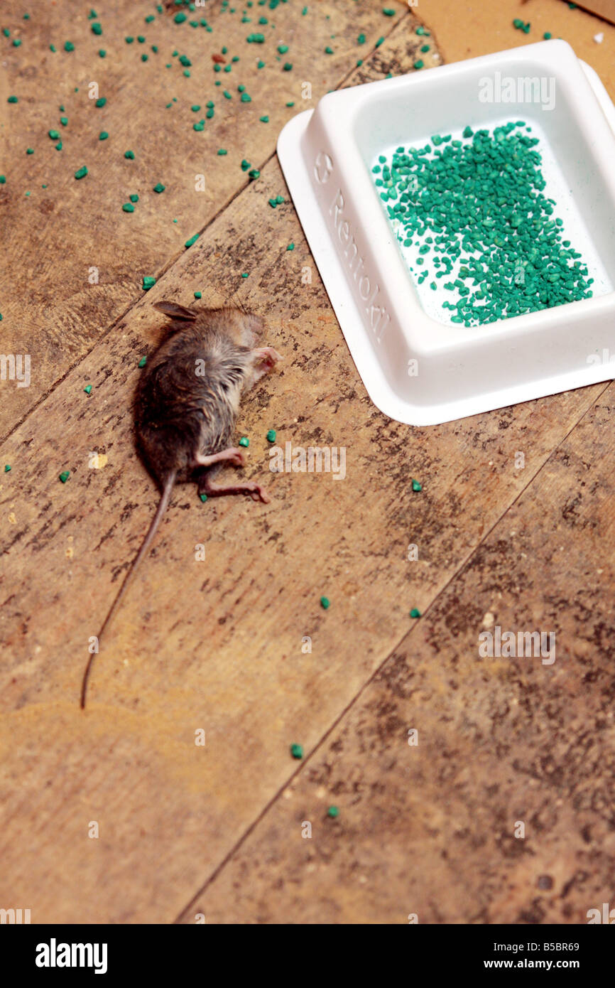 'field mouse' mouse 'house mouse' rentokil rentokill vermin poison dead