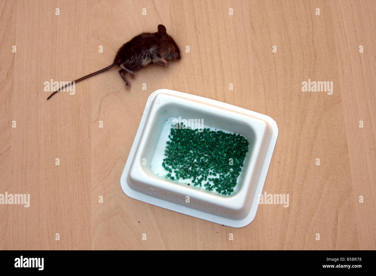 'field mouse' mouse 'house mouse' rentokil rentokill vermin poison dead