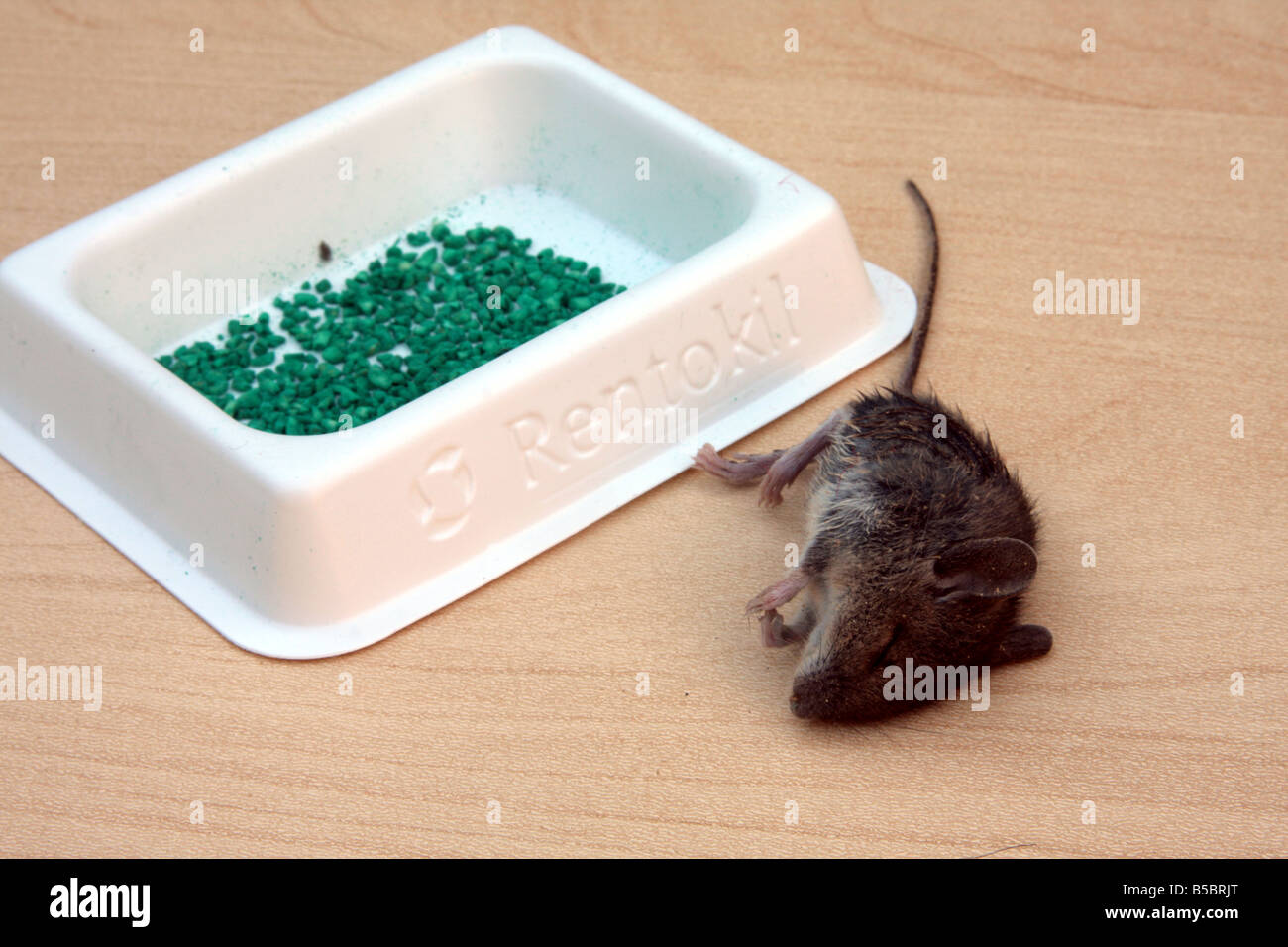 'field mouse' mouse 'house mouse' rentokil rentokill vermin poison dead