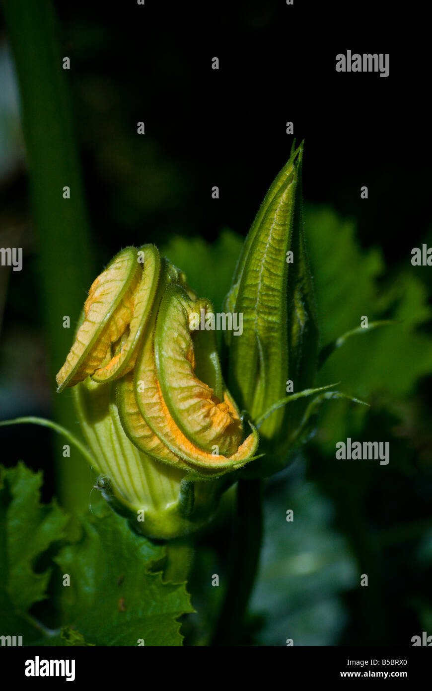 Close up view of a squash blossom growing in an garden allotment. Stock Photo