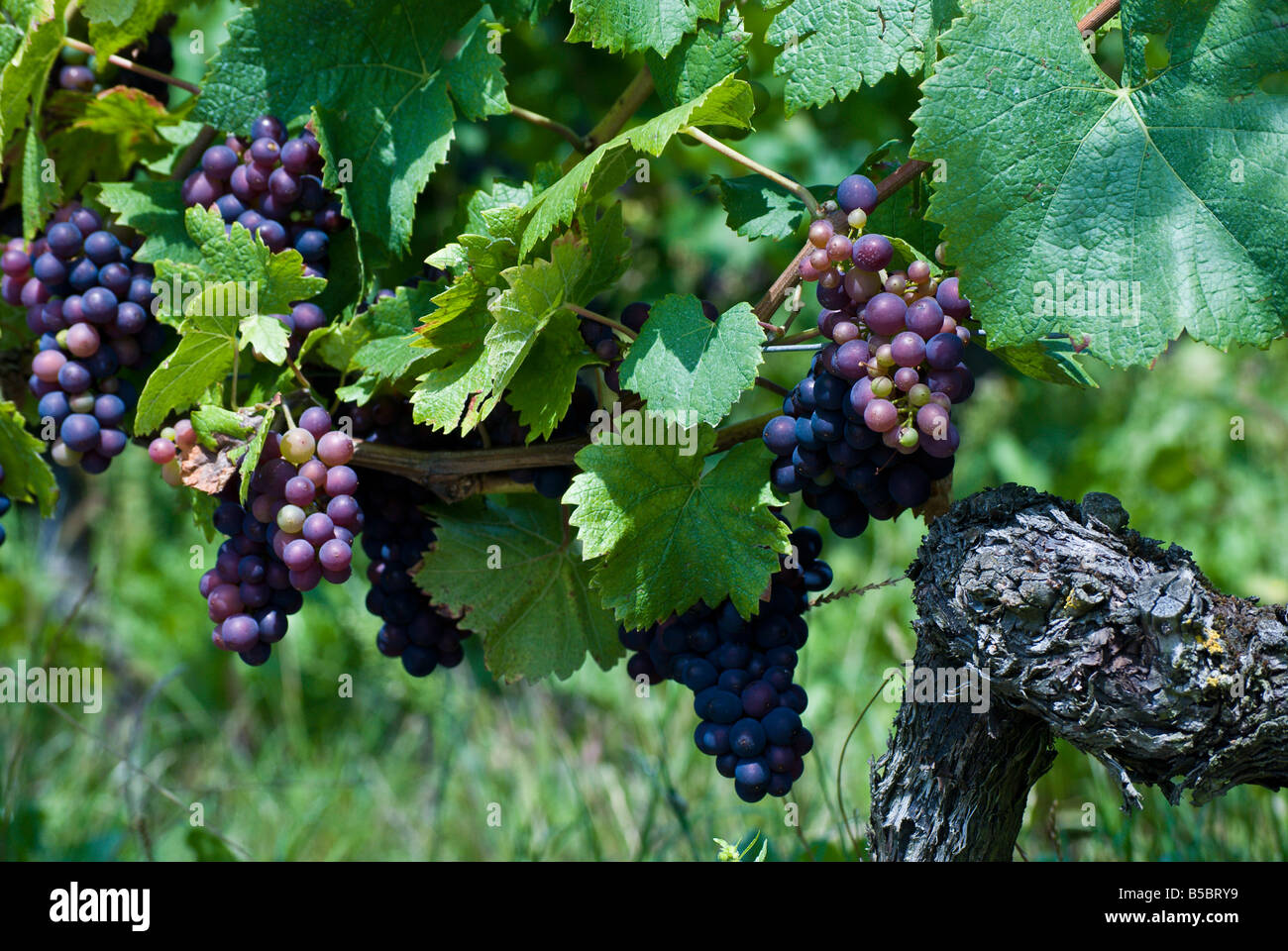 Pinot Noir grapes ripen in the summer sun near Le Landeron, Switzerland