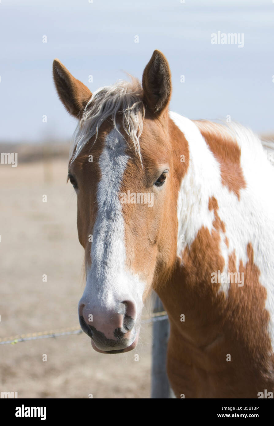 Head shot of a white and chestnut paint horse with field and blue sky in  background Stock Photo - Alamy
