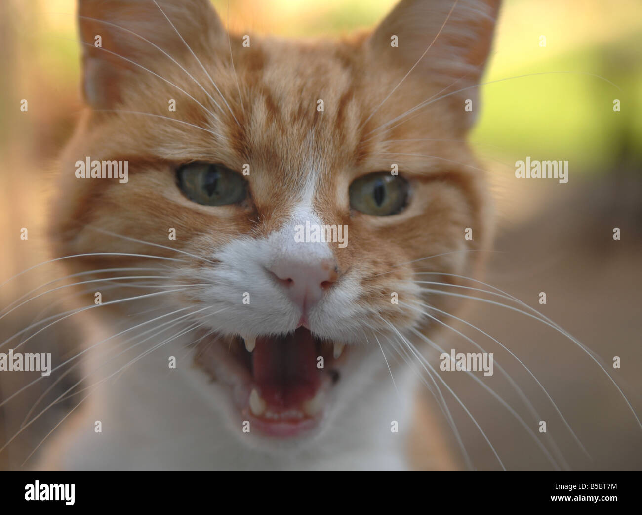 A ginger cat meows and looks angry Stock Photo