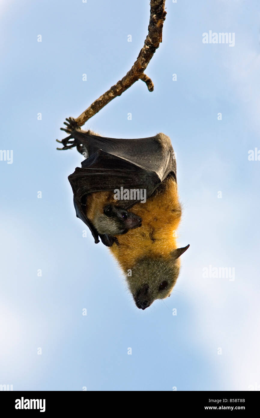 Flying fox bat baby hi-res stock photography and images - Alamy