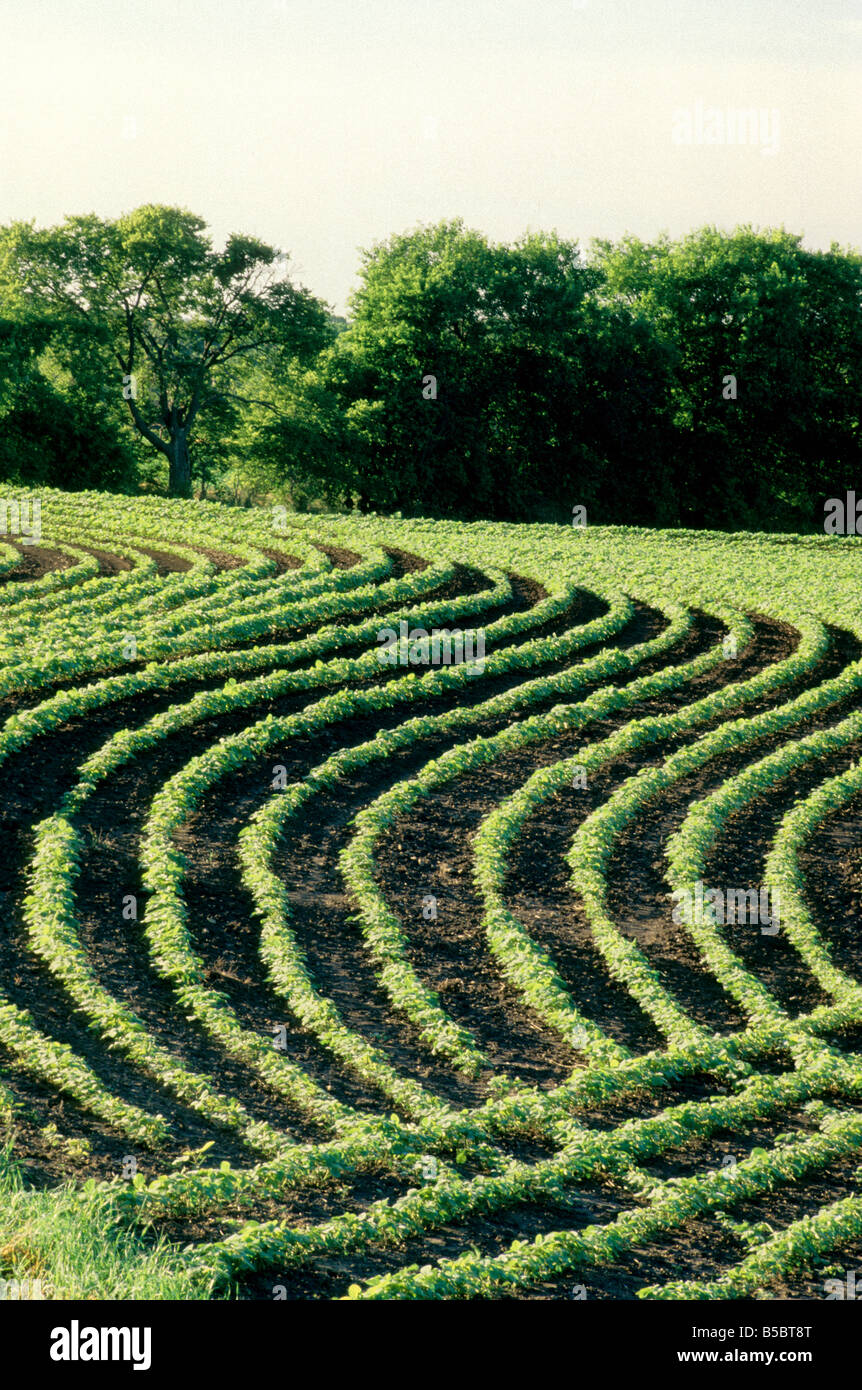 Young Soybean plants growing in contoured field. Stock Photo