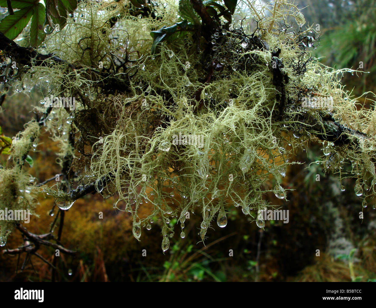 Close up of moss dripping with humidity in Manu Rainforest, Peru Stock Photo Alamy