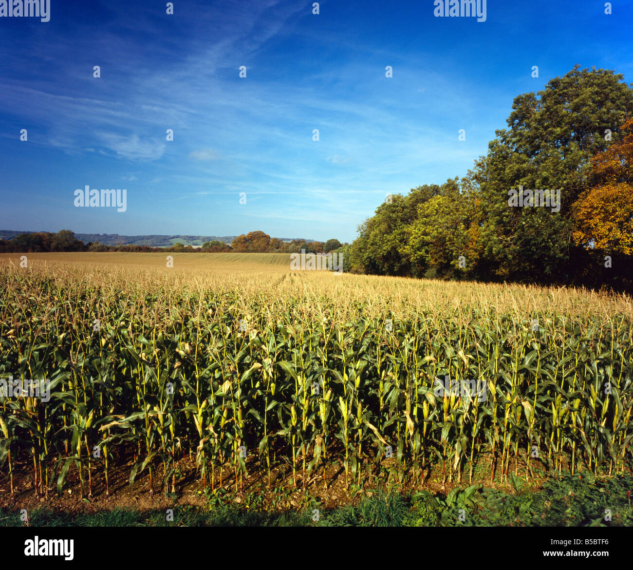Field of maize, Kent, England, UK. Stock Photo