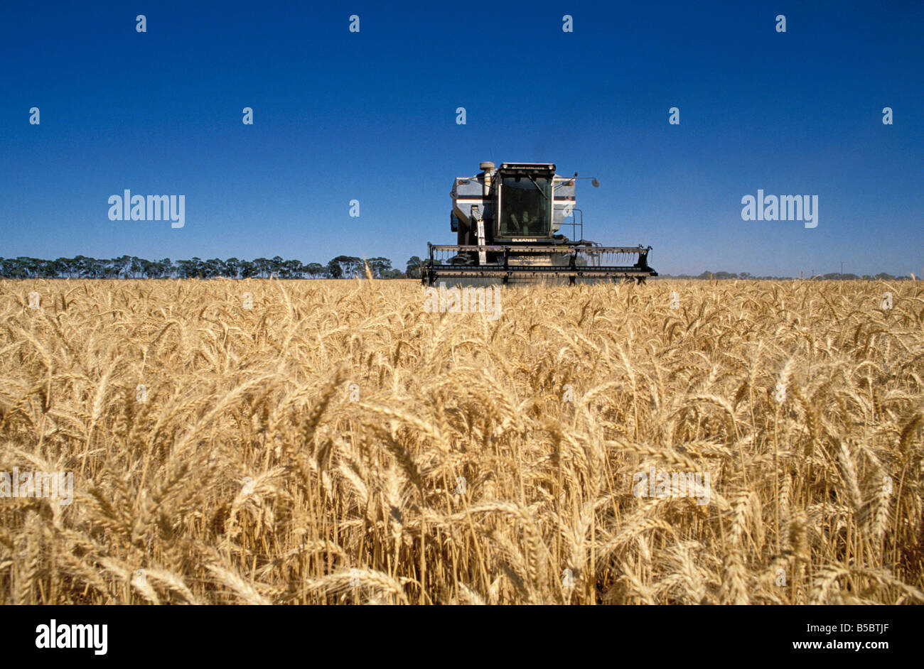 Wheat harvest australia hires stock photography and images Alamy