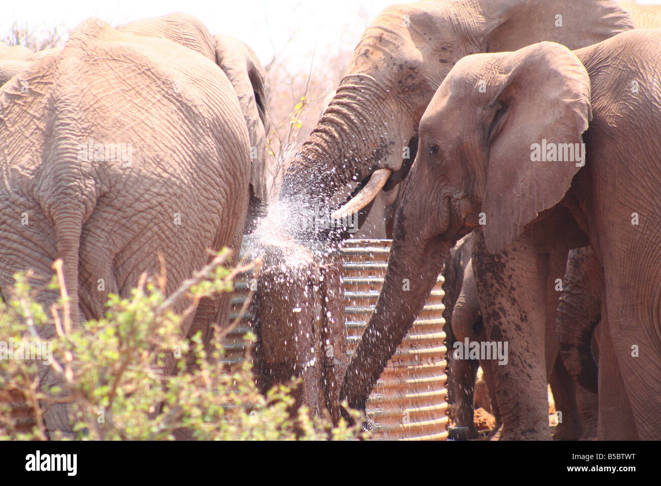 Elephants drinking from a water tank Stock Photo