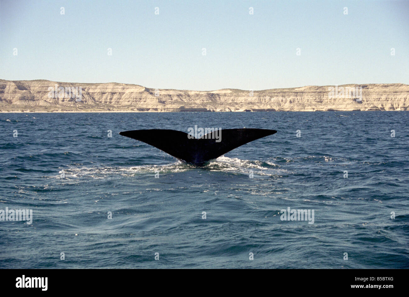 Southern Right Whale diving showing tail fluke, Valdes Peninsula ...