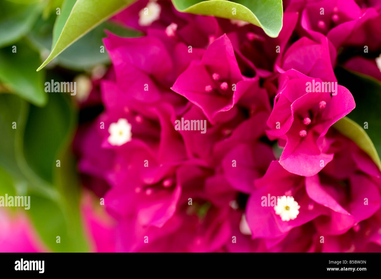 Bougainvillea in Greece Stock Photo