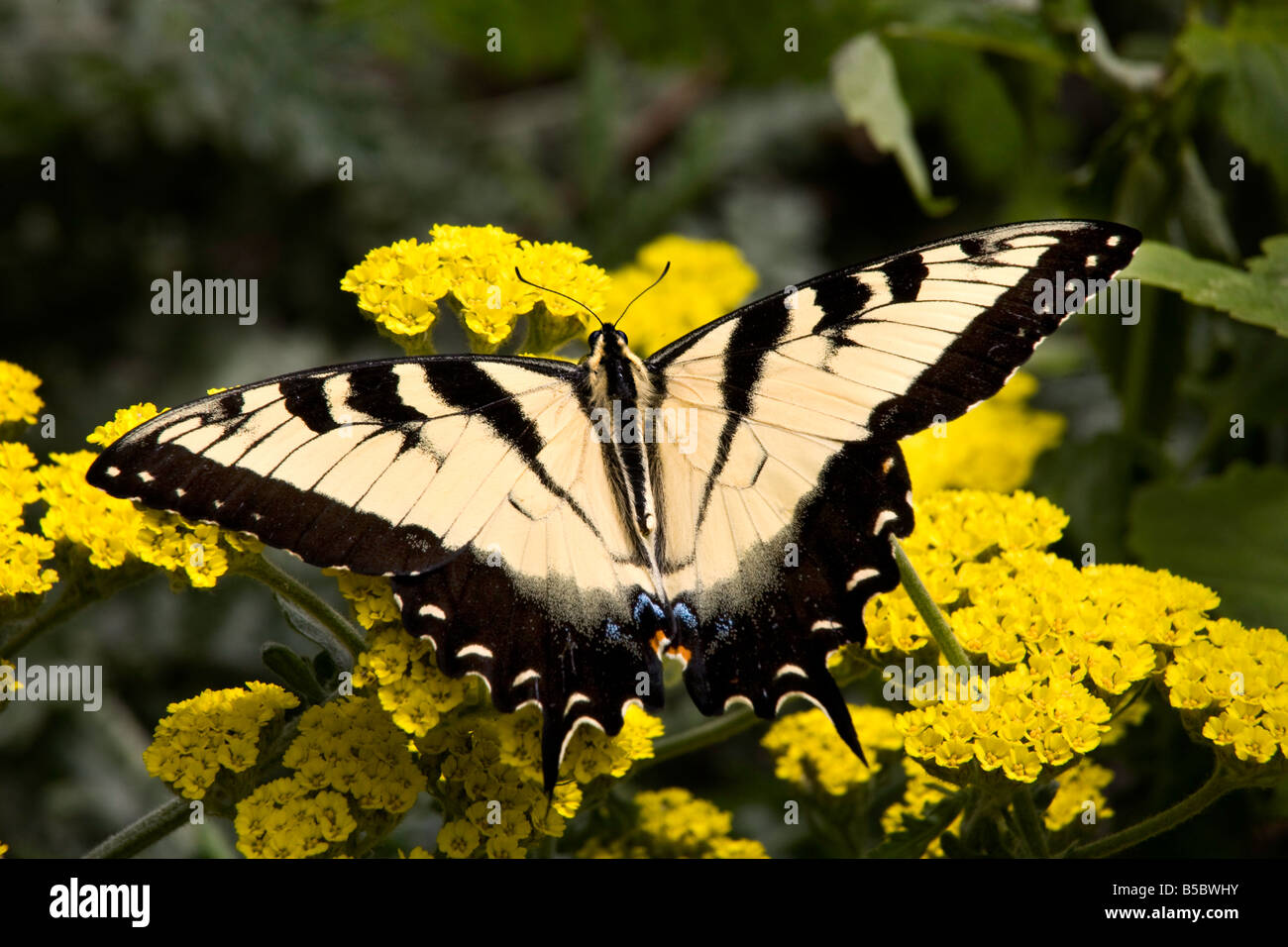 Black and White Zebra Swallowtail Butterfly Eurytides Marcellus on