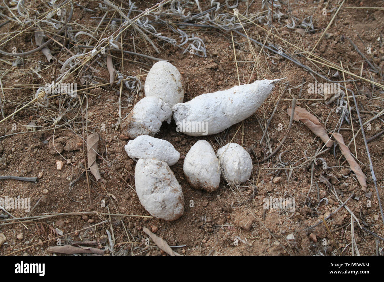 Spotted Hyena dung Stock Photo - Alamy