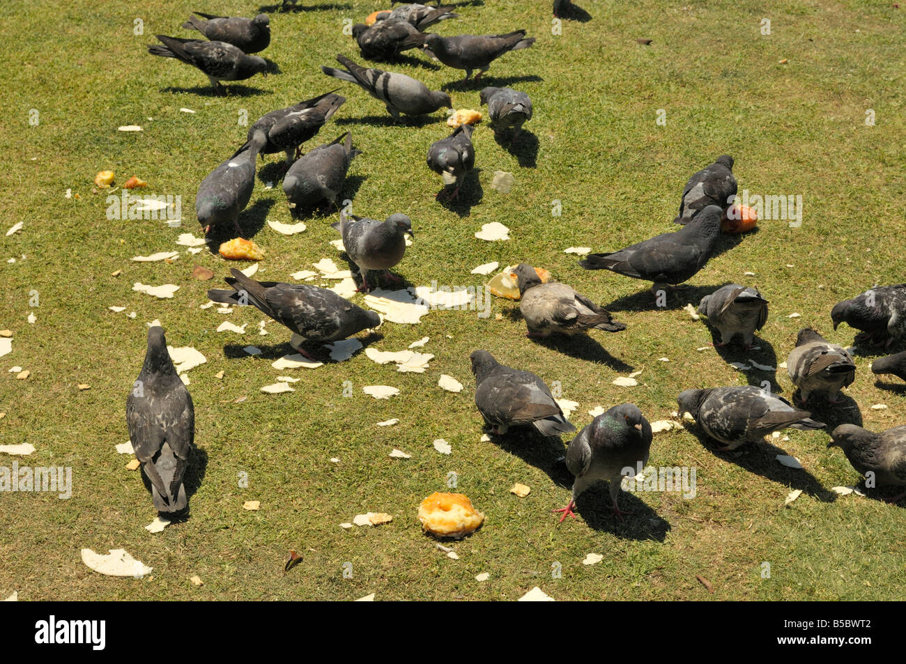 Flock of pigeons feasting away on bread crumbs Stock Photo
