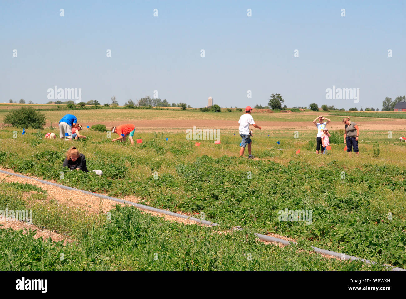 people picking strawberries Stock Photo - Alamy