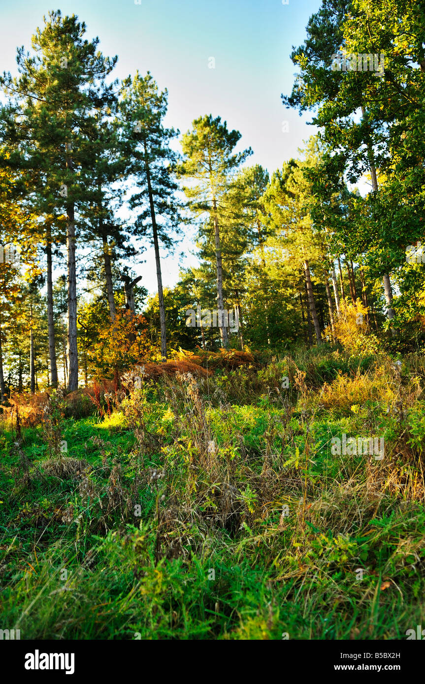 Autumn Colours, Marks Hall Arboretum, Essex, England Stock Photo