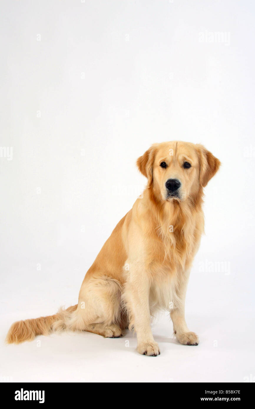 Golden Retriever Dog Stock Photos and Pictures - 204,269 Images