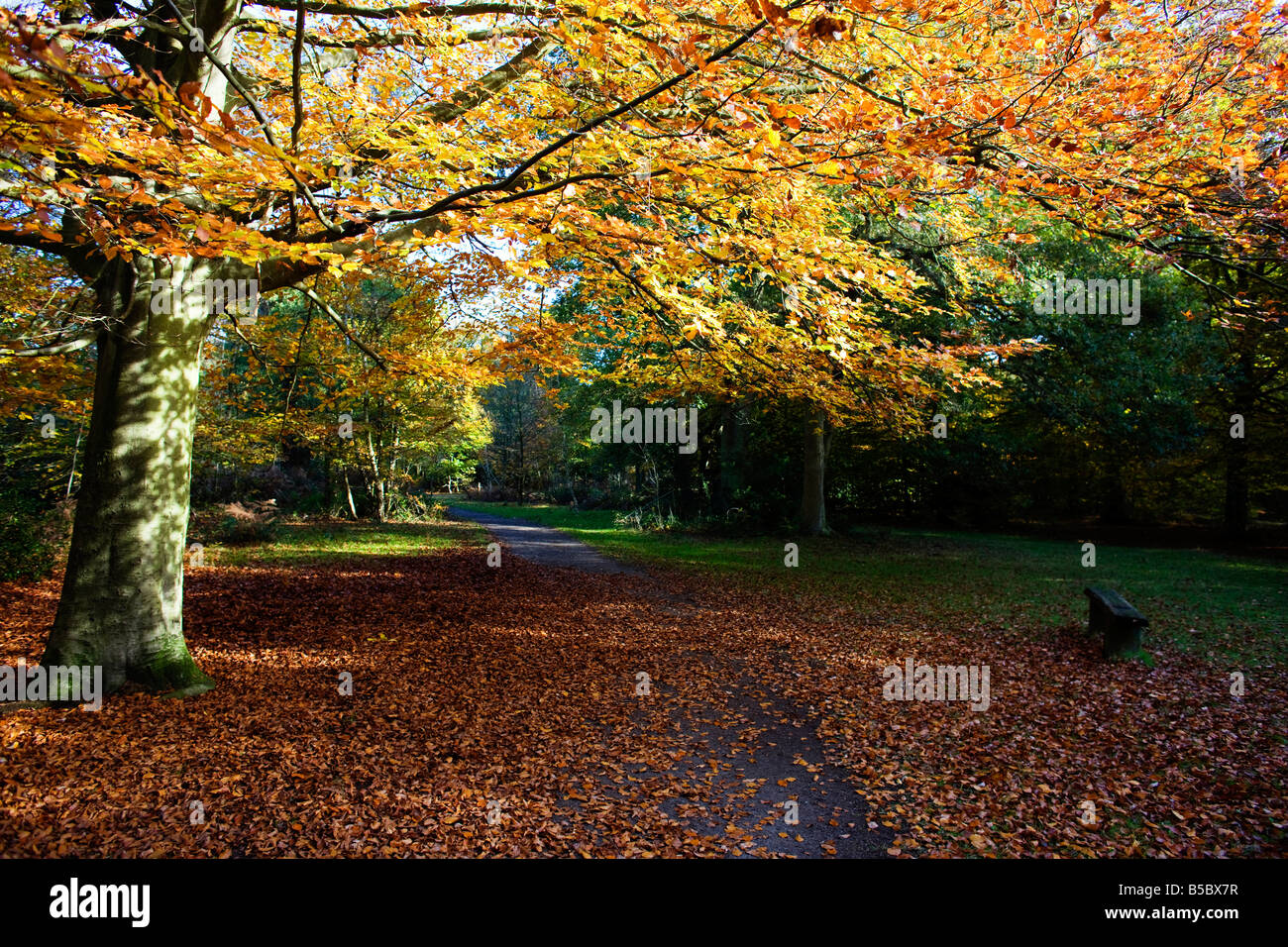 Autumn at the City of London owned Burnham Beeches in Buckinghamshire. Fallen leaves cover a small road through the wood Stock Photo