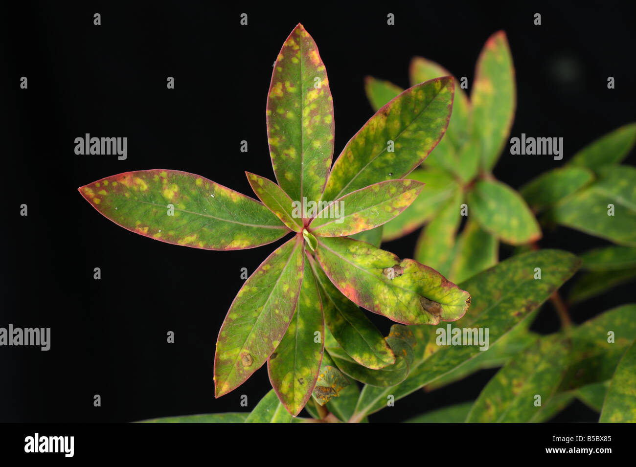 Euphorbia rust Melampsora euphorbiae on Euphorbia griffithii Fireglow leaves Stock Photo
