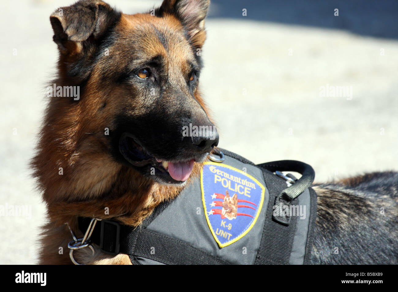 do police dogs have a badge