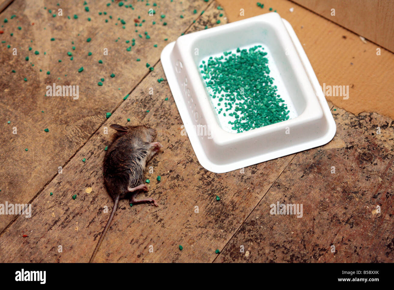 field mouse house mouse field mouse house mouse