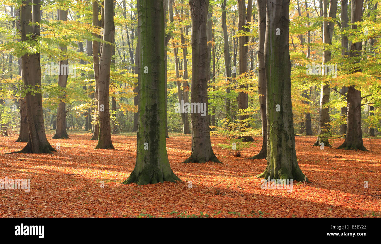 Beech forest in autumn Stock Photo