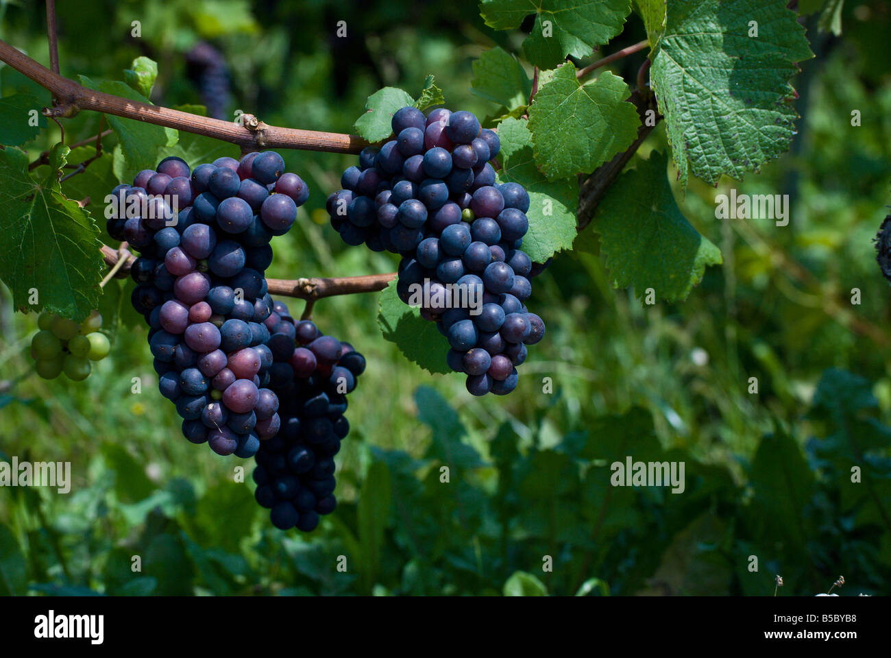 A bunch of Pinot Noir grapes ripen in the summer sun near Le Landeron, Switzerland Stock Photo