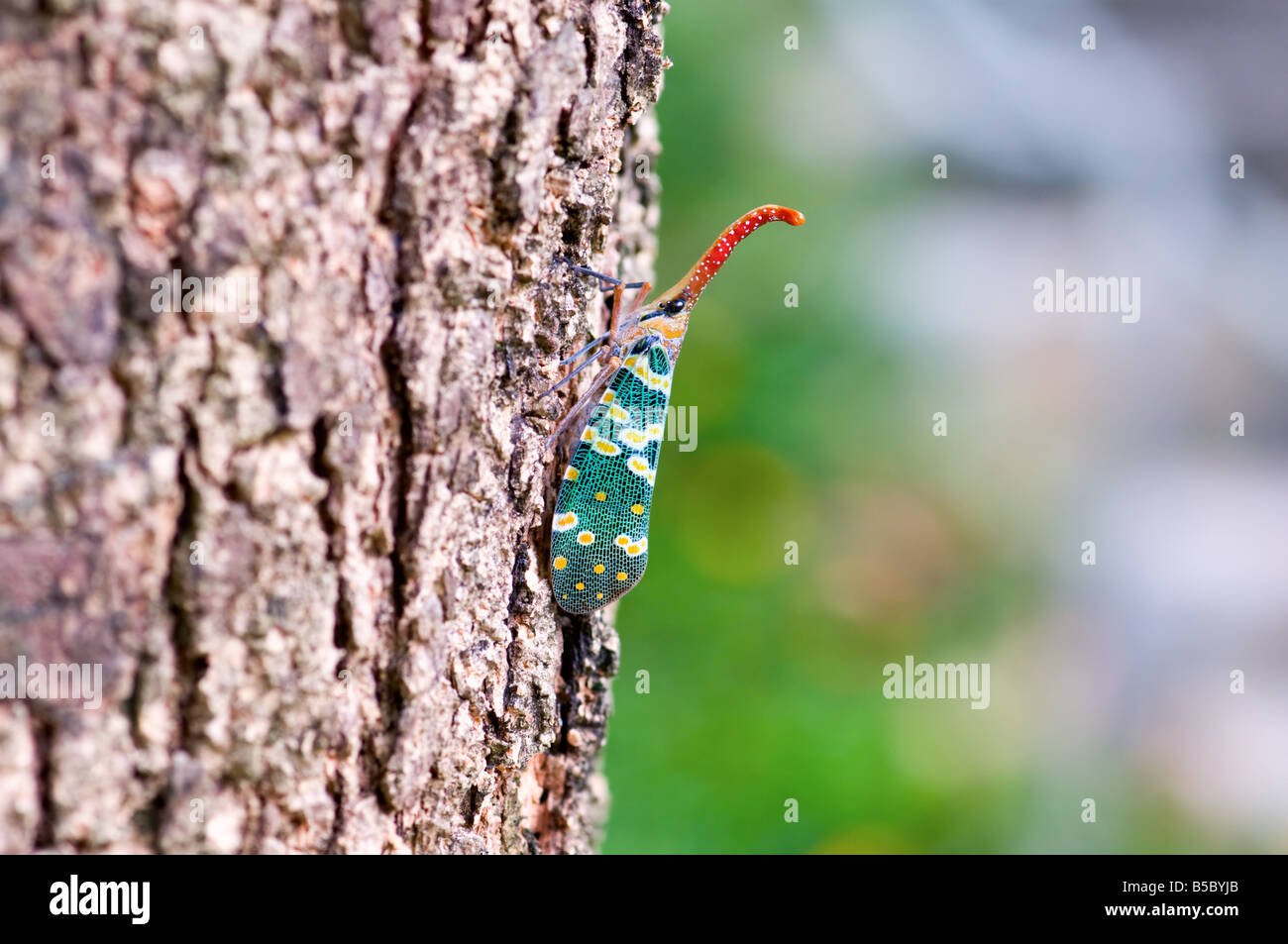 Pyrops candelaria hi-res stock photography and images - Alamy