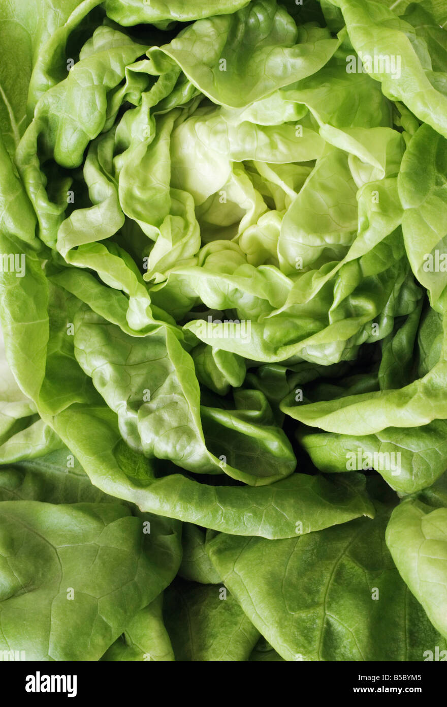 Head Lettuce Stock Photos & Head Lettuce Stock Images Alamy