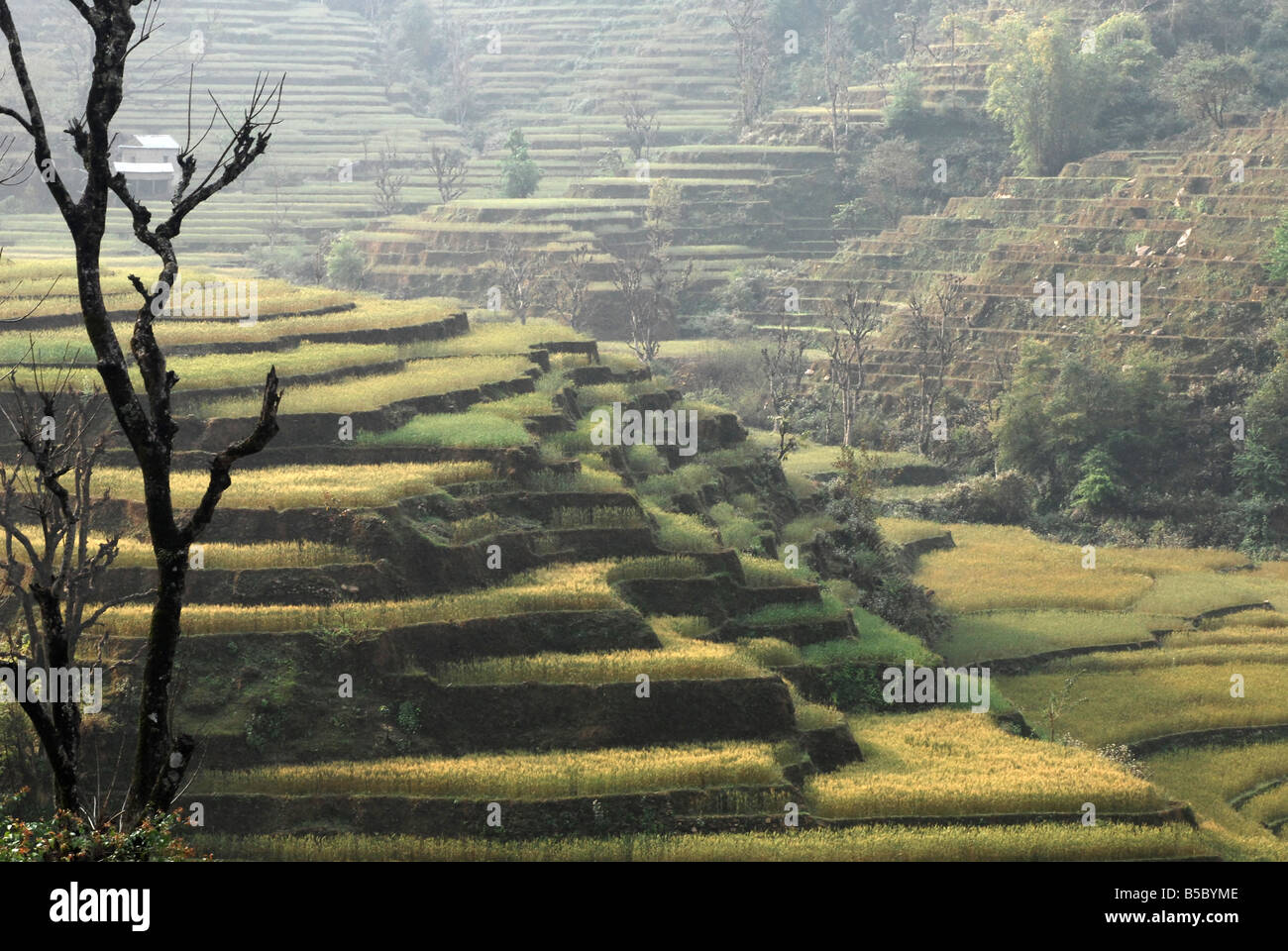 Terraced fields are common in Nepal to aid subsitence farming Stock Photo