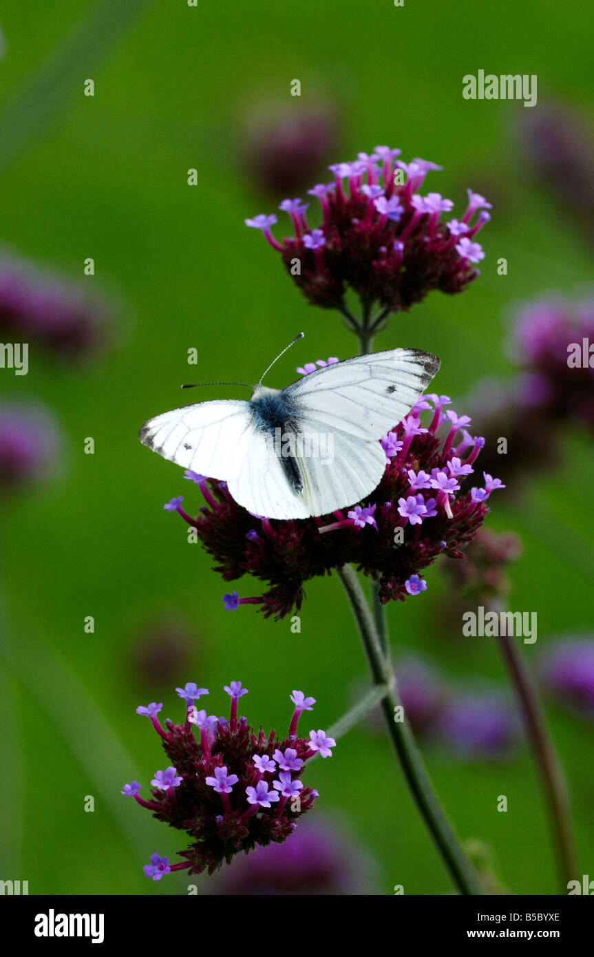 'Large White' butterfly on Verbena bonariensis Stock Photo