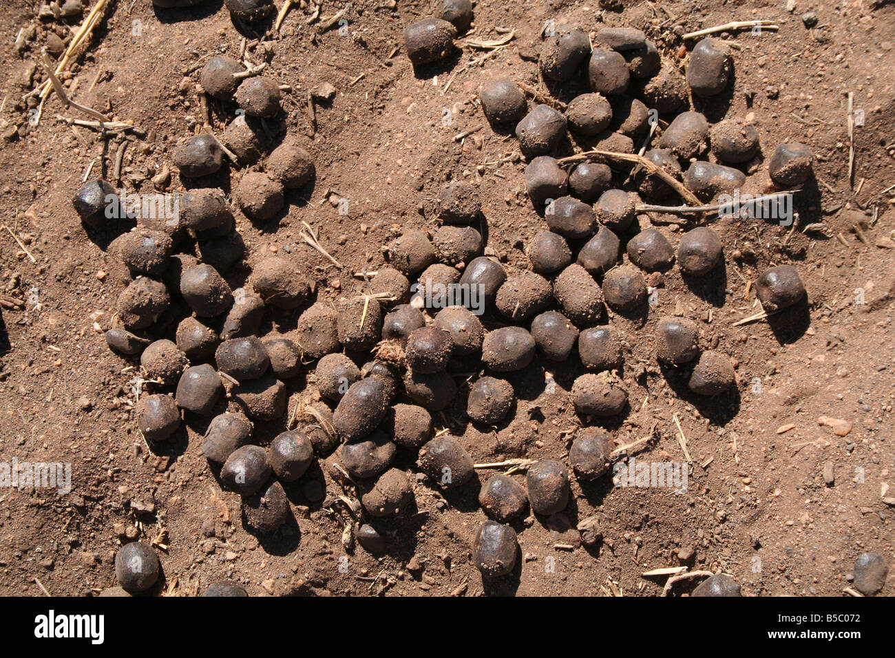 Kudu dropping excrement dung hires stock photography and images Alamy