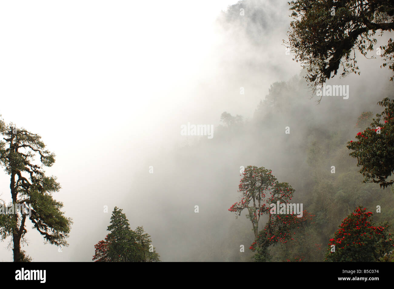Mist rolls in over the Rhododendron trees in the Everest region of the Nepal Himalaya Stock Photo