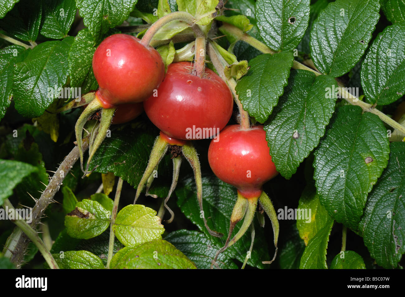 Ripe large rose hip of Rosa rugosa rubra ornamental and source of vitamin C in autumn Stock Photo