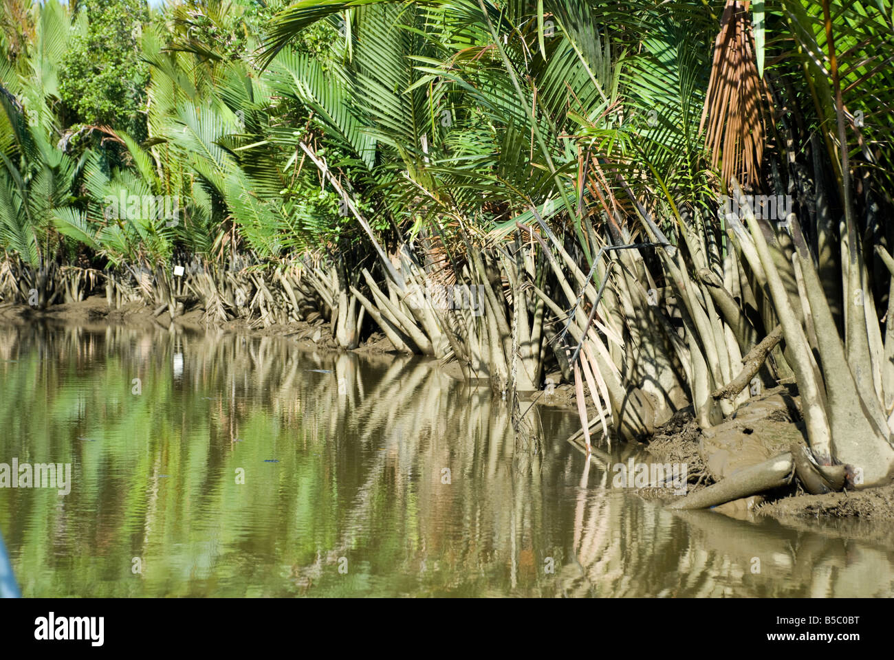 Mangrove Swampland Stock Photo