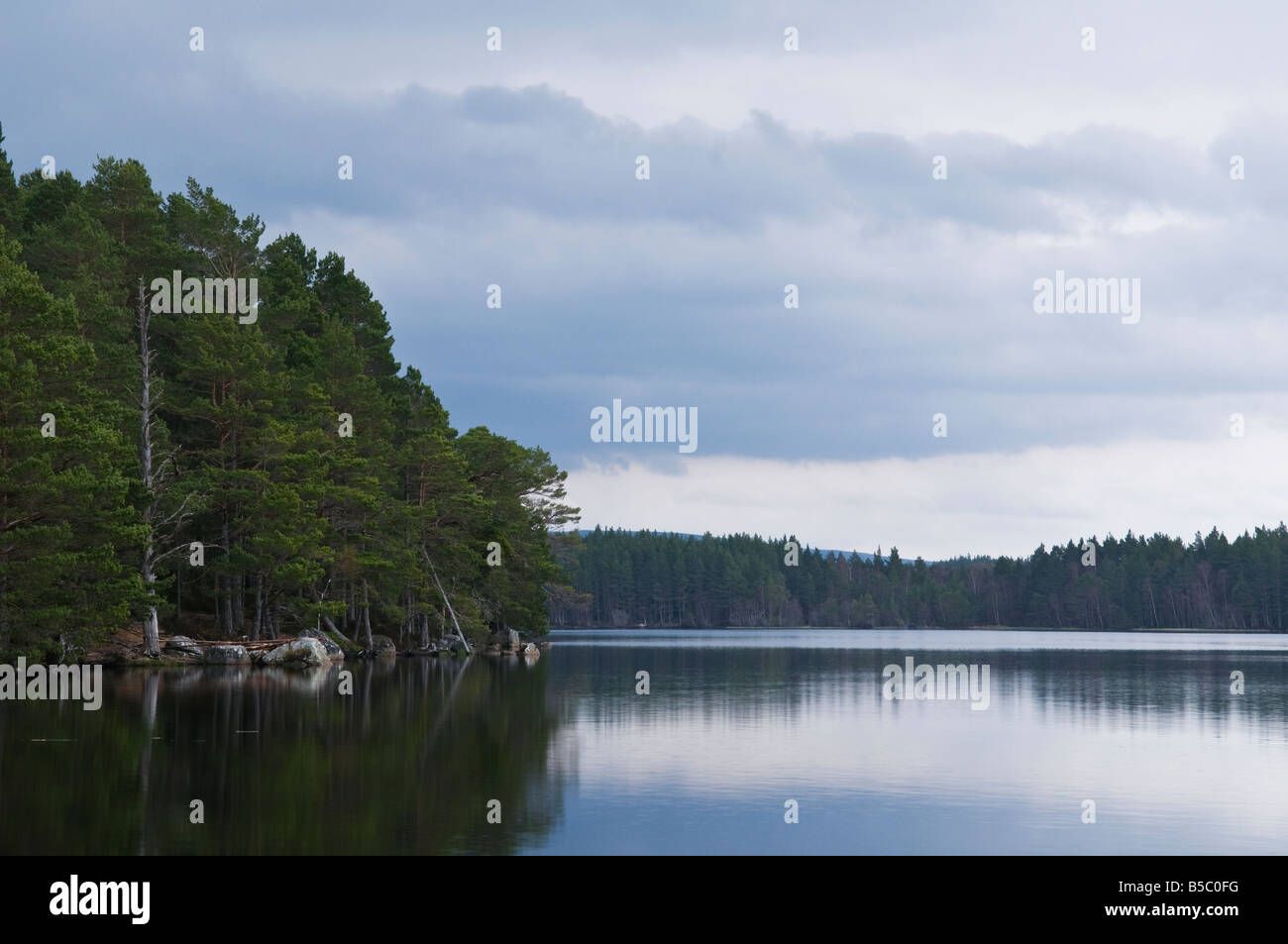 loch Garten, Forest, Scotland Stock Photo Alamy