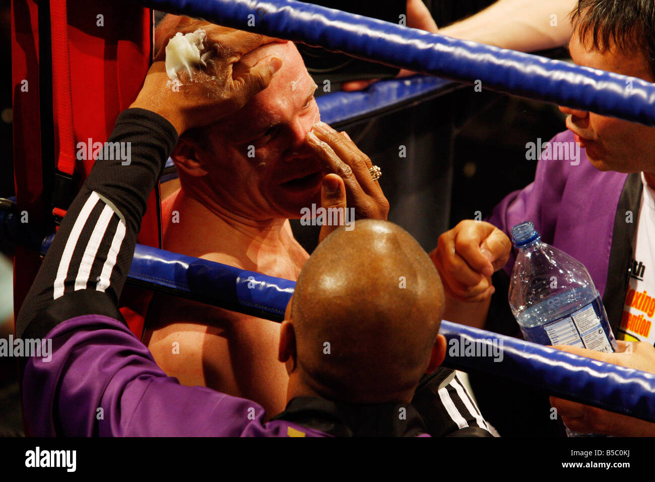 Boxer At Rest High Resolution Stock Photography and Images Alamy