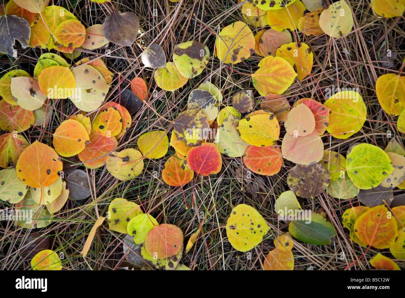 A selection of aspen leaves litter the Deschutes River Trail along the Deschutes River Stock Photo