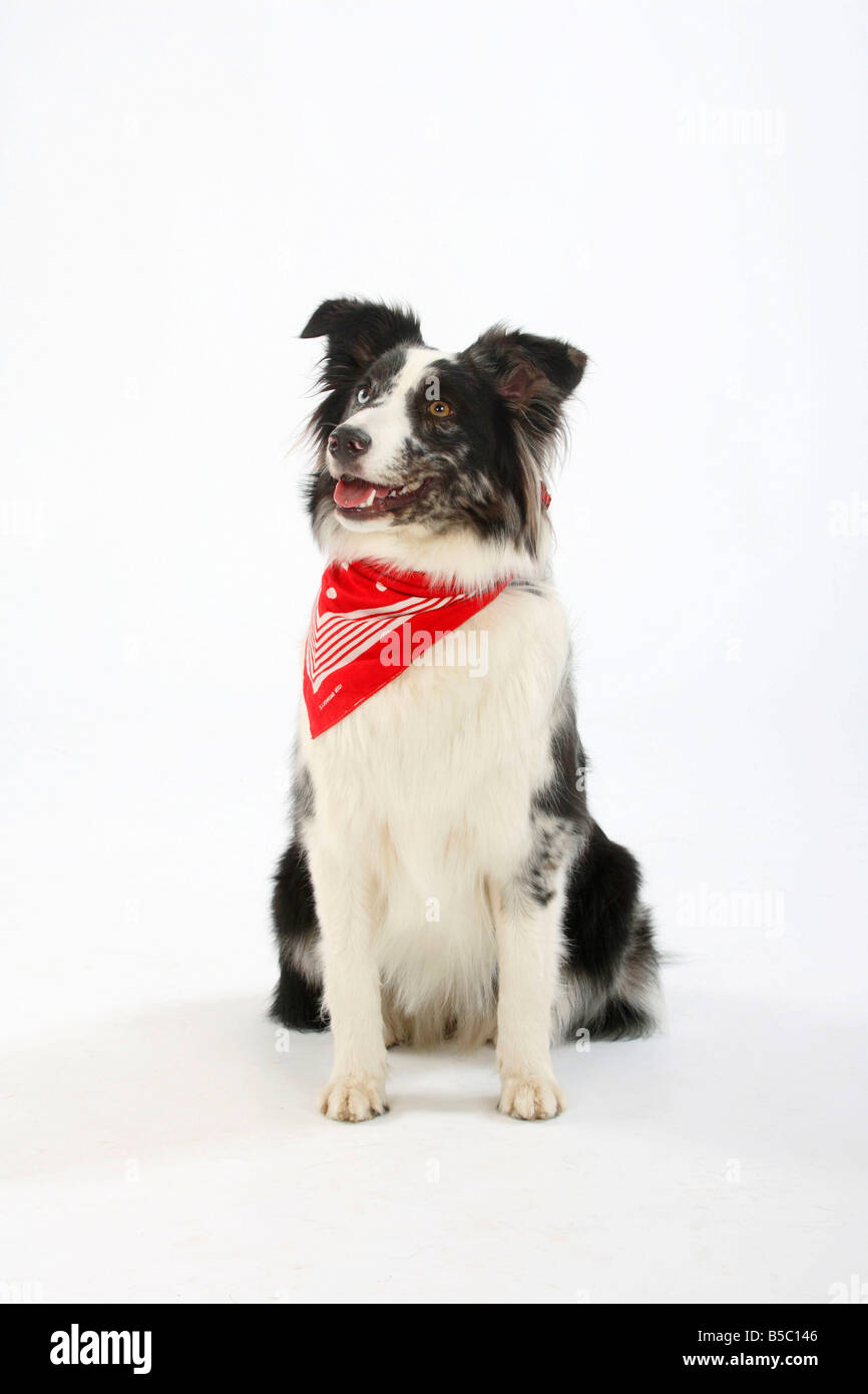 Australian Shepherd blue merle odd eyed neckerchief bandana Stock Photo