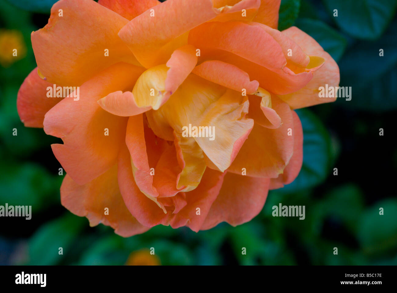 Rose close up view hi-res stock photography and images - Alamy