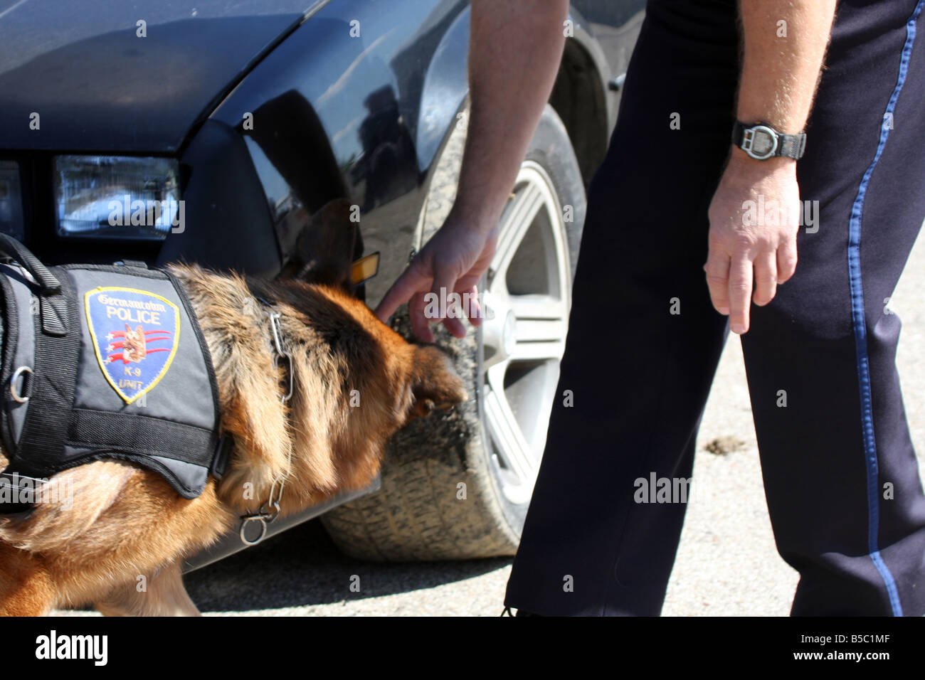 can police dogs smell coke