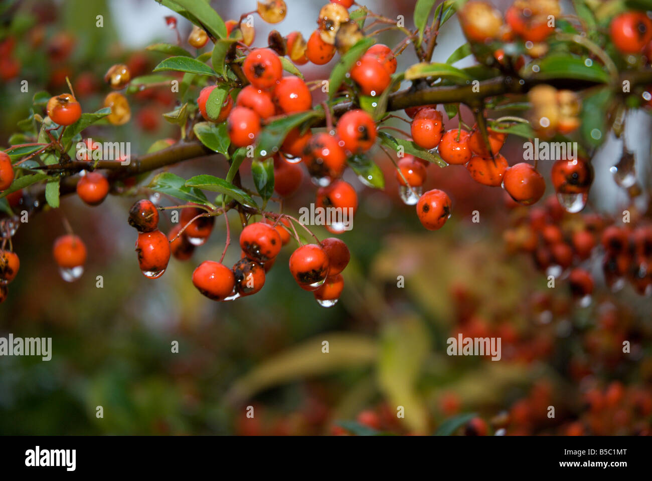 Rain drops on berries and leabes of Mountain Ash, Sorbus aucuparia; may also be Pyracantha coccinea Stock Photo
