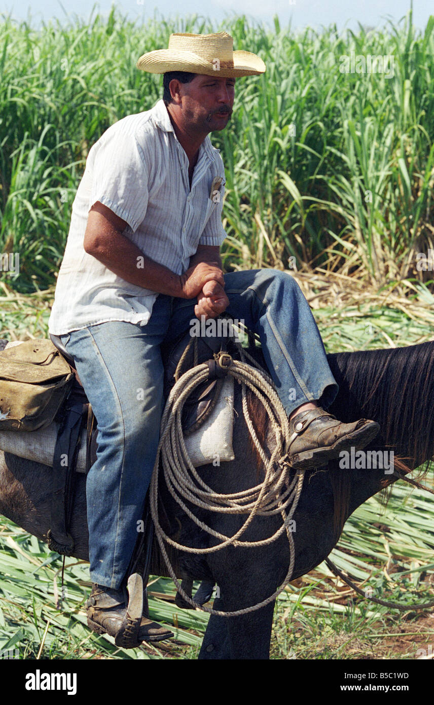 man on horse at a plantation for sugarcanes on Cuba Stock Photo