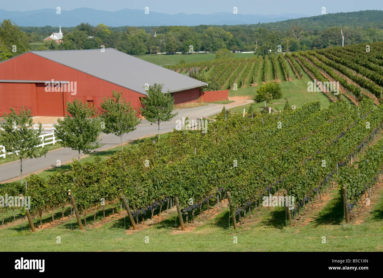 Barboursville Vineyards, Barboursville, Virginia Stock Photo Alamy