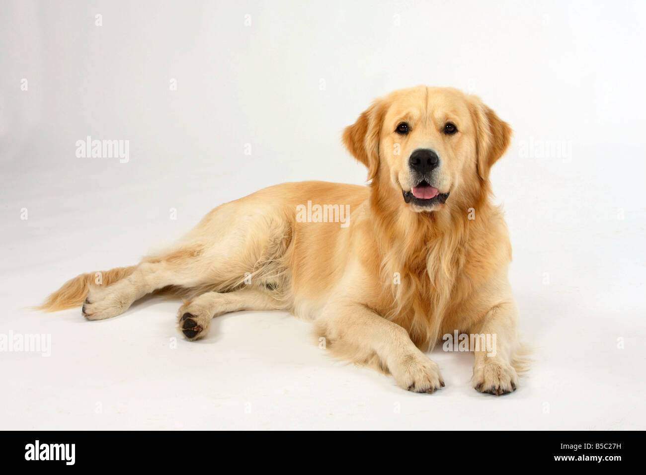 Golden Retriever Stock Photo - Alamy