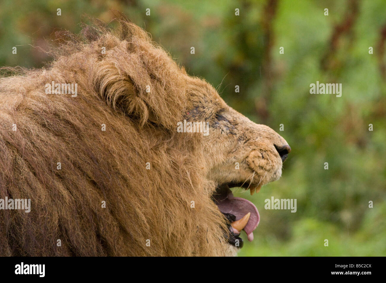 African Lion ( Panthera leo ) Bearing His Sharp Teeth Stock Photo