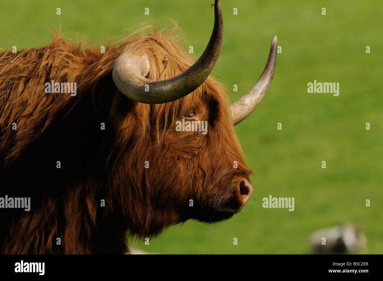 Highland Cattle Stock Photo