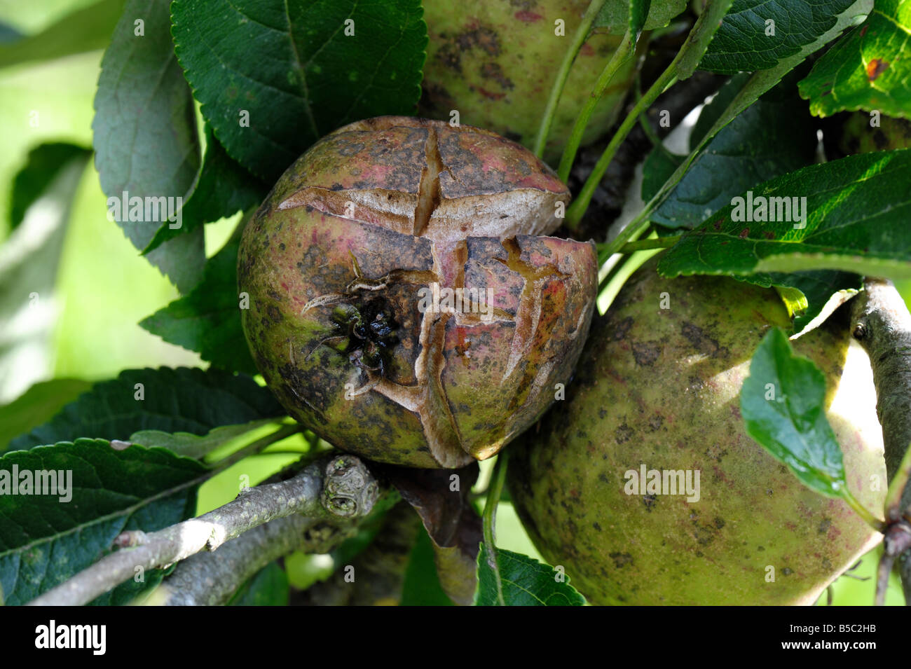 Severely split small apple fruit caused by water stress Stock Photo Alamy